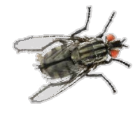 fly-landed-stroke fly-landed-stroke